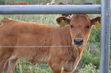 Doğal ortamda güzel Hayvan İnek