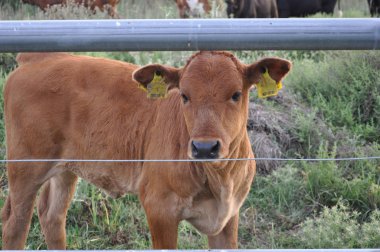 Doğal ortamda güzel Hayvan İnek