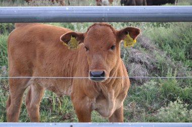 Doğal ortamda güzel Hayvan İnek