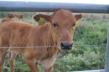 Doğal ortamda güzel Hayvan İnek