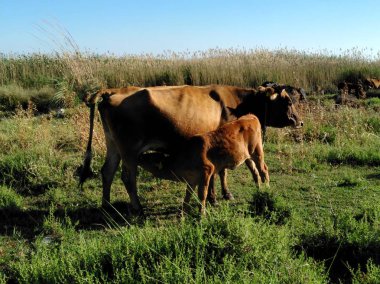 Doğal ortamda güzel Hayvan İnek