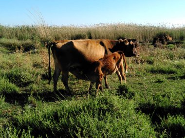 Doğal ortamda güzel Hayvan İnek