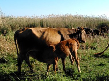 Doğal ortamda güzel Hayvan İnek