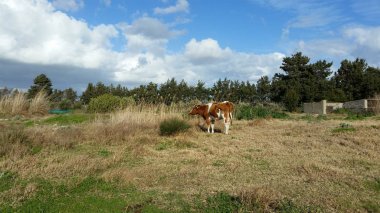 Doğal ortamda güzel Hayvan İnek