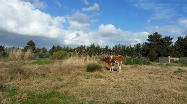 Doğal ortamda güzel Hayvan İnek