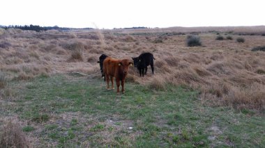 Doğal ortamda güzel Hayvan İnek