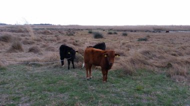 Doğal ortamda güzel Hayvan İnek