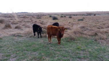 Doğal ortamda güzel Hayvan İnek