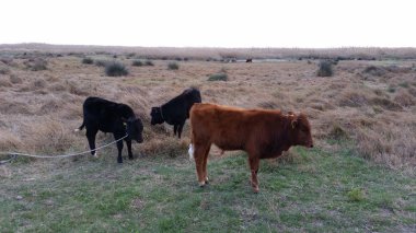 Doğal ortamda güzel Hayvan İnek