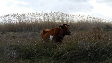Doğal ortamda güzel Hayvan İnek