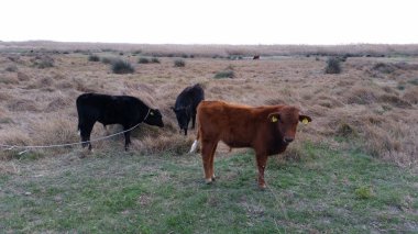 Doğal ortamda güzel Hayvan İnek