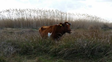 Doğal ortamda güzel Hayvan İnek