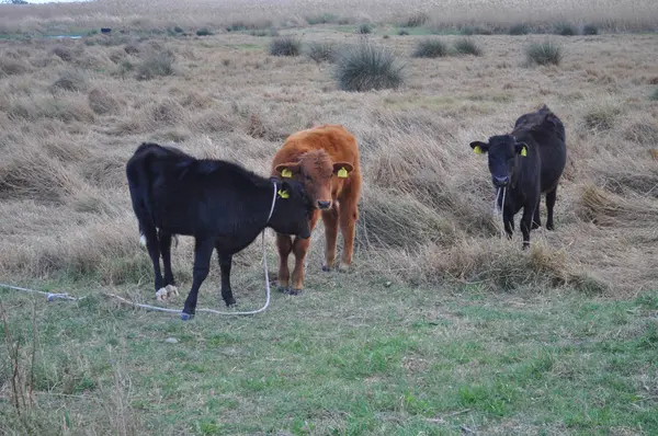 Bela Vaca Animal Ambiente Natural — Fotografia de Stock