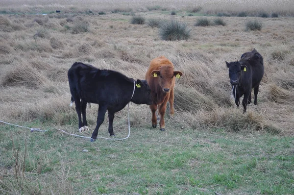 Bela Vaca Animal Ambiente Natural — Fotografia de Stock