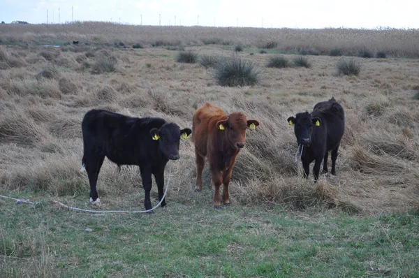 Doğal ortamda güzel Hayvan İnek