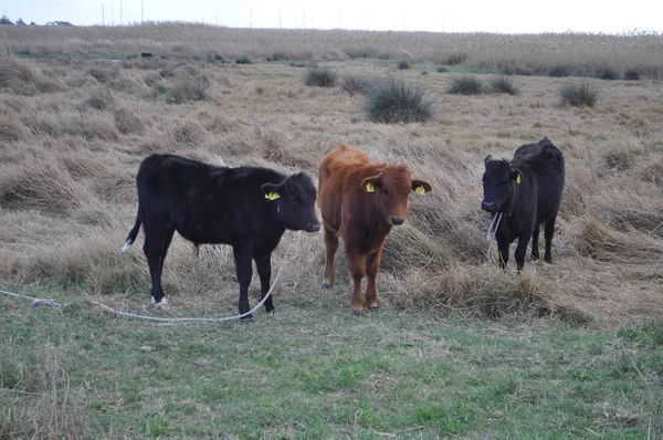 Doğal ortamda güzel Hayvan İnek