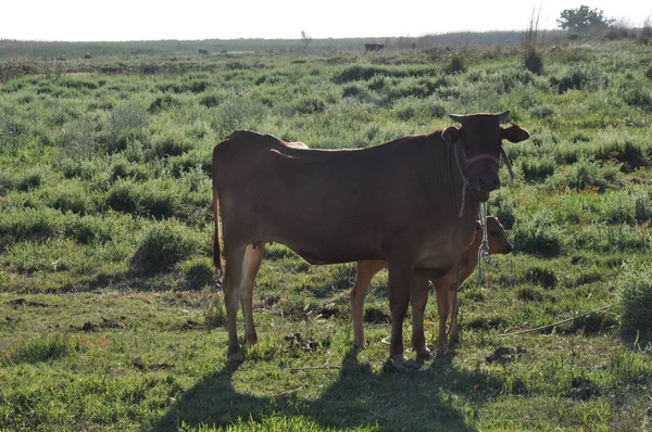 Doğal ortamda güzel Hayvan İnek