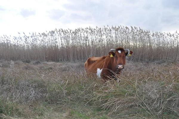 Bella Mucca Animale Nell Ambiente Naturale — Foto Stock