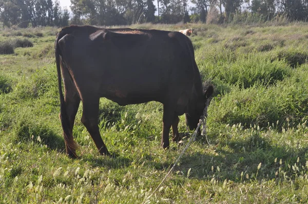 Bela Vaca Animal Ambiente Natural — Fotografia de Stock