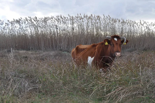 Bela Vaca Animal Ambiente Natural — Fotografia de Stock