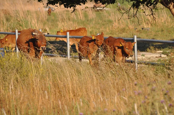 Bela Vaca Animal Ambiente Natural — Fotografia de Stock