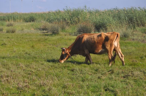 Doğal ortamda güzel Hayvan İnek