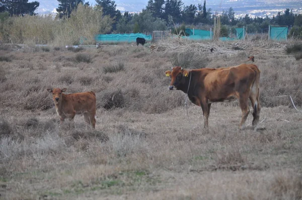 Doğal ortamda güzel Hayvan İnek