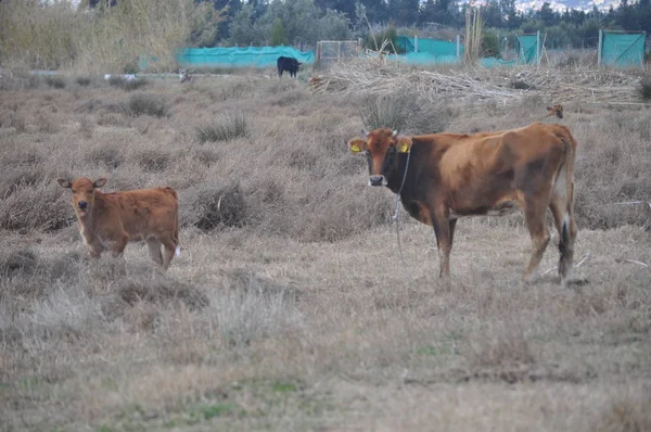 Doğal ortamda güzel Hayvan İnek