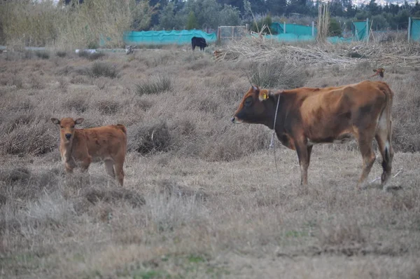 Bela Vaca Animal Ambiente Natural — Fotografia de Stock