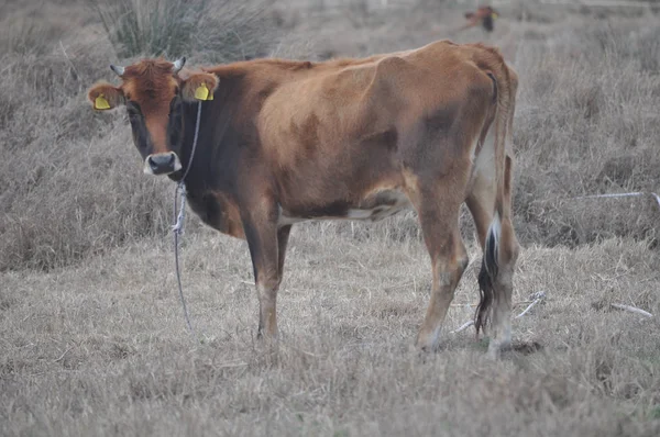 Bela Vaca Animal Ambiente Natural — Fotografia de Stock