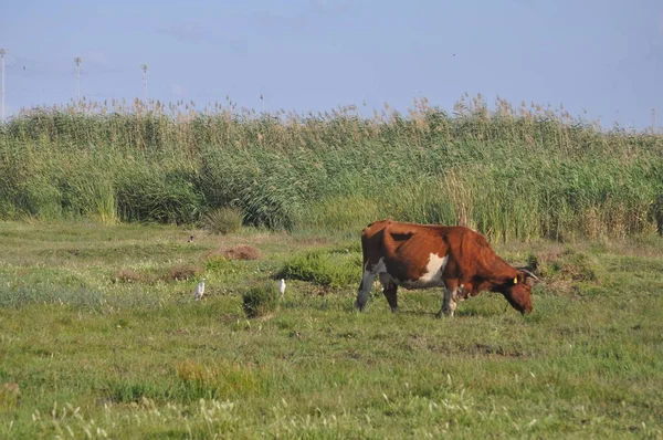 Doğal ortamda güzel Hayvan İnek