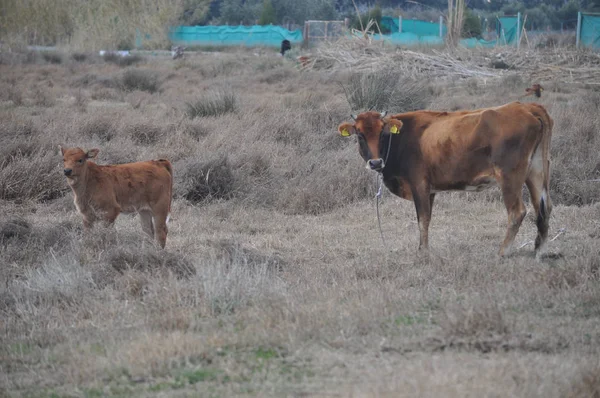 Bela Vaca Animal Ambiente Natural — Fotografia de Stock