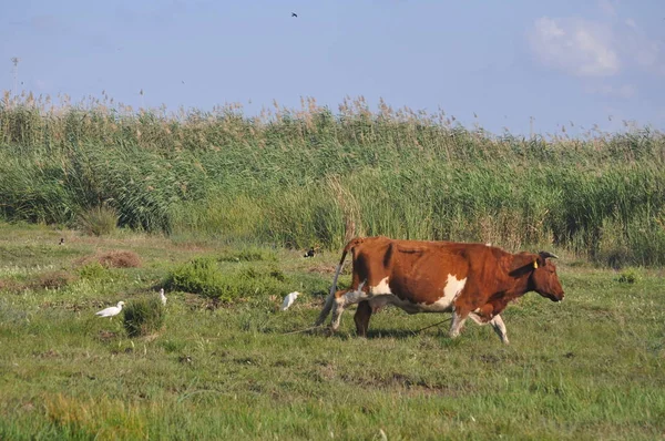Doğal ortamda güzel Hayvan İnek