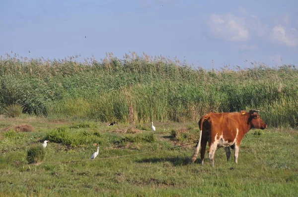 Bella Mucca Animale Nell Ambiente Naturale — Foto Stock