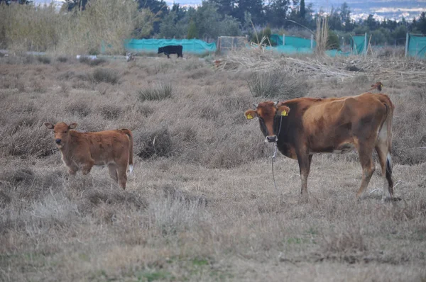 Bela Vaca Animal Ambiente Natural — Fotografia de Stock