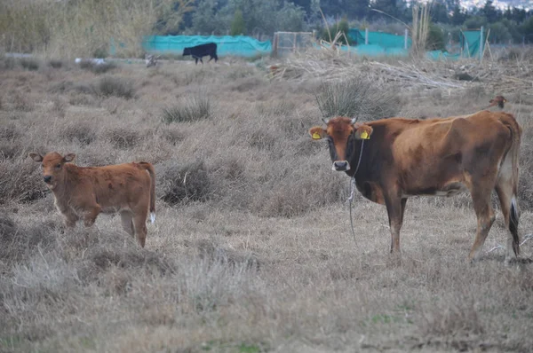 Doğal ortamda güzel Hayvan İnek
