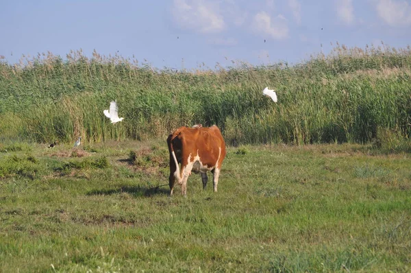 Doğal ortamda güzel Hayvan İnek
