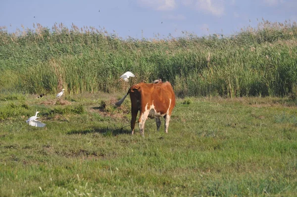 Doğal ortamda güzel Hayvan İnek