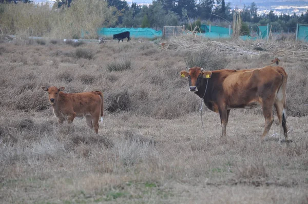 Bela Vaca Animal Ambiente Natural — Fotografia de Stock