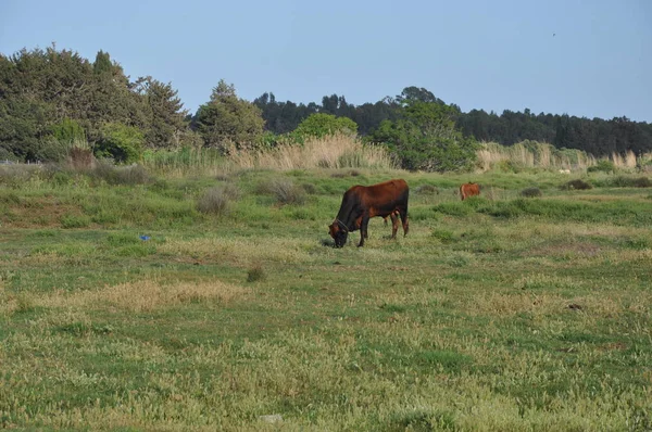 Doğal ortamda güzel Hayvan İnek