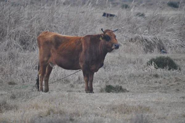 Doğal ortamda güzel Hayvan İnek