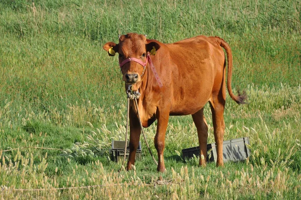 Gyönyörű Állat Tehén Természeti Környezet — Stock Fotó