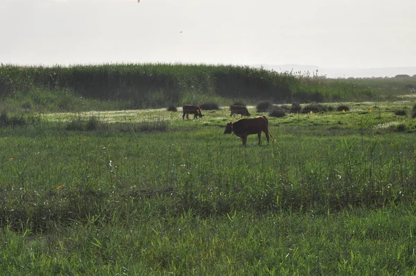Doğal ortamda güzel Hayvan İnek