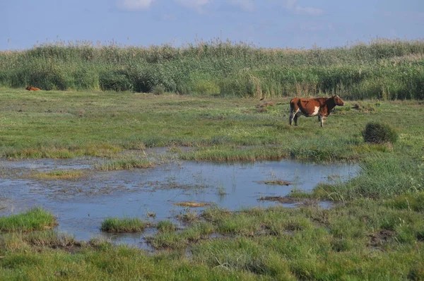Doğal ortamda güzel Hayvan İnek