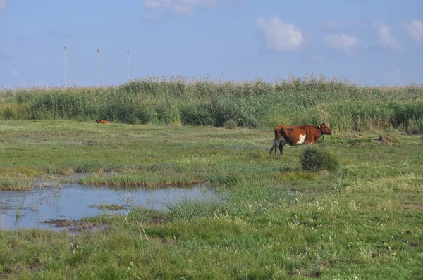 Doğal ortamda güzel Hayvan İnek