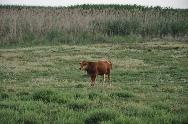 Hermosa Vaca Animal Entorno Natural —  Fotos de Stock