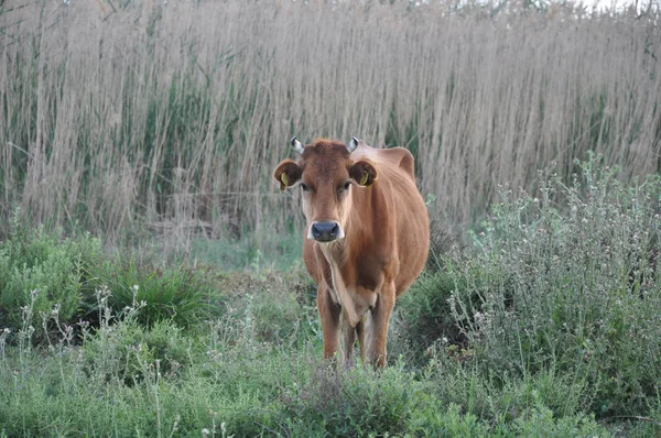 Doğal ortamda güzel Hayvan İnek