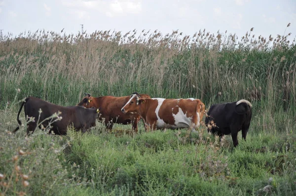 Doğal ortamda güzel Hayvan İnek
