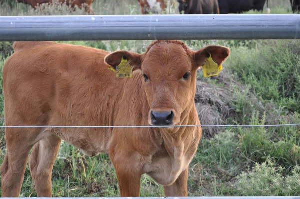 Doğal ortamda güzel Hayvan İnek