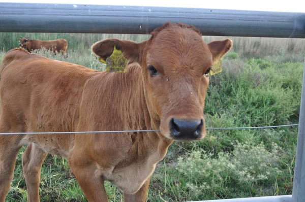 Doğal ortamda güzel Hayvan İnek